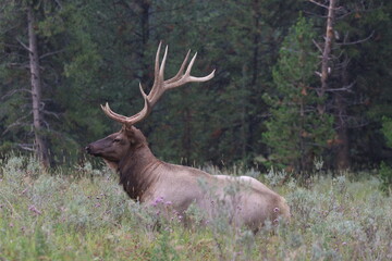 Naklejka na ściany i meble A huge majestic elk standing in a woodland meadow