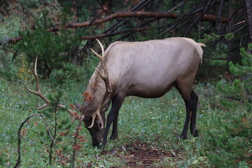 A huge majestic elk eating in a woodland meadow