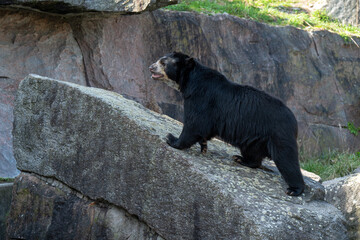 Spectacled bear (Tremarctos ornatus), captive