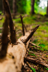 Tree Trunk on Forest Floor in Nature