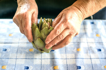 Close up view of Woman Elder hands opening artichoke on a domestic table