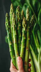 Hand holding fresh asparagus, with blurred asparagus background and ample space for text placement