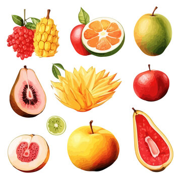 Watercolor Vector painting fruits and berries, passion fruit, apple and pear, plum, Lemon, grapes, guava, durio, foijoa and orange, isolated on white background.