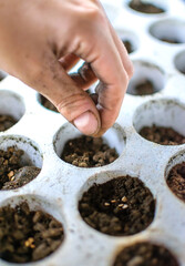 Hand planting seeds in fertile ground. Earth day concept
