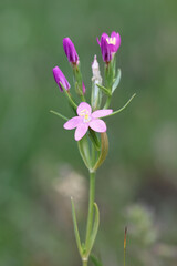 Obraz premium Centaurium littorale, commonly known as Seaside Centaury, wild flowering plant from Finland