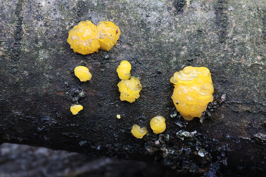 Dacrymyces lacrymalis, a jelly spot fungus from Finland, no common English name