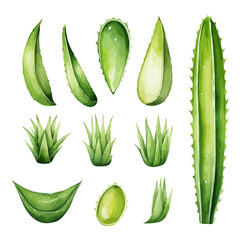 Watercolor drawing vector set of aloe vera plants isolated on a white background, Illustration & Vector, art clipart, Graphic Painting.