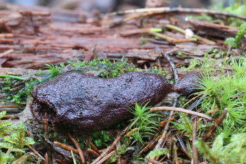 Siphoptychium violaceum, a slime mold from Finland, no common English name