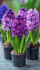 Fototapeta premium Vibrant hyacinth flowers in pots against a blurred background with space for text placement