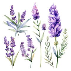 Watercolor Drawing Vector of a Collection lavender flower purple, isolated on a white background, Painting Illustration, Graphic clipart.
