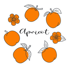 Apricot pattern, bright, juicy apricot, apricot blossoms, vector illustration