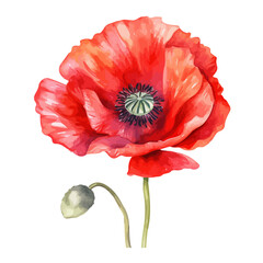 watercolor Painting of a red poppy flower, isolated on a white background, Drawing clipart, Vector Illustration, Graphic art.