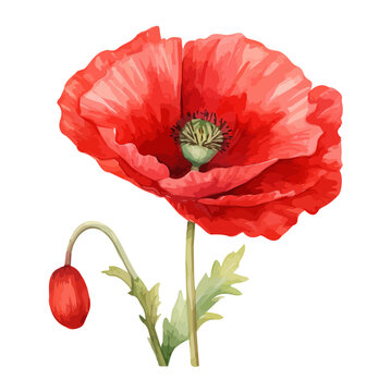 watercolor Drawing Vector of a red poppy flower with bud and Leaves, isolated on a white background, Drawing clipart, Illustration Graphic Painting art, design.