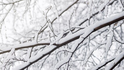 Winter background - snow-covered branches of a deciduous tree