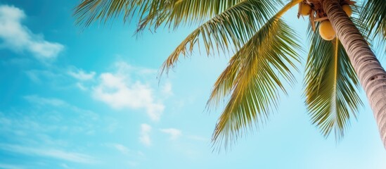 Serene Palm Tree Standing Tall Against a Clear Blue Sky on a Tropical Beach Paradise