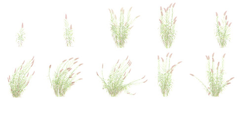 False oat-grass with whitte background.3d rendering