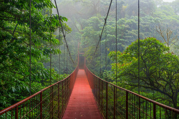 suspension bridge in the rainforest