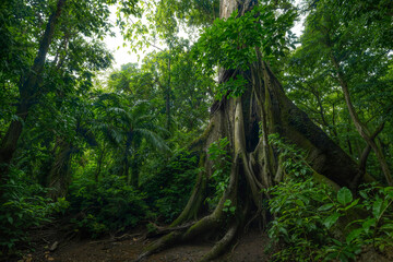 Tropical rainforest
