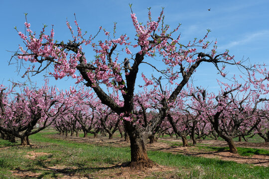 Peach orchard trees in bloom