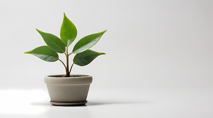 Miniature Green Plant White Background