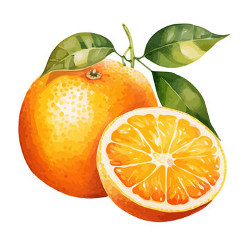 Watercolor Drawing Vector Painting of an orange fruit, isolated on white background, Graphic, Illustration and art.