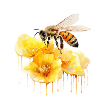 Watercolor Painting vector of a honey bee eating from flower nectar isolated on a white background, Drawing clipart art, Illustration and Vector, Graphic Painting.