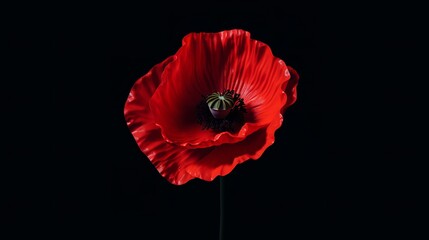 Red poppy flower on black background. Remembrance Day symbol.

