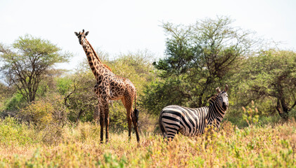Zebra and giraffe in African savannah  - 758228429