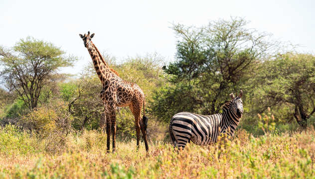 Zebra and giraffe in African savannah 