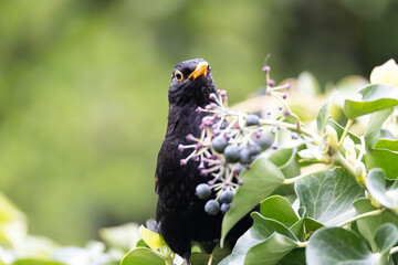 blackbird on branch