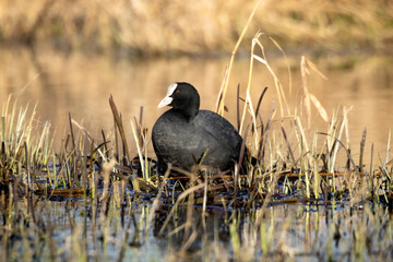 coot on the lake