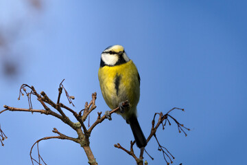 Blue tit