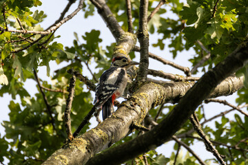 great spotted woodpecker