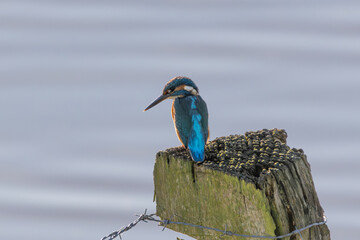 Kingfisher