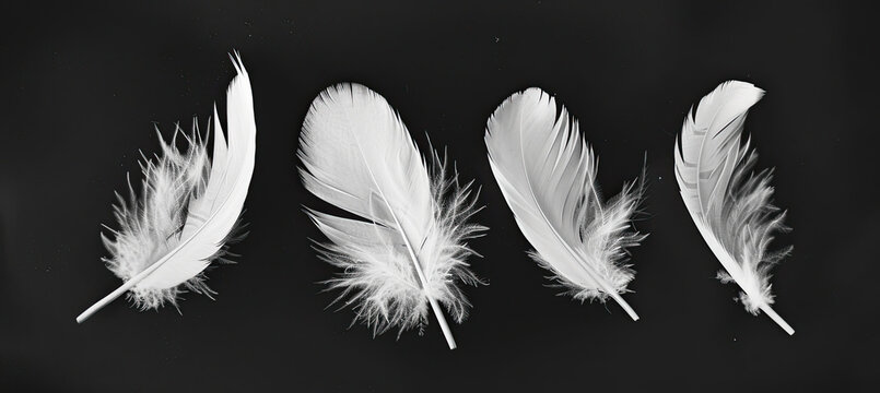 White feathers flying on a black background