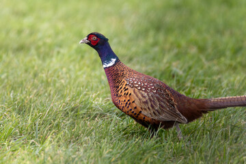 pheasant in the grass