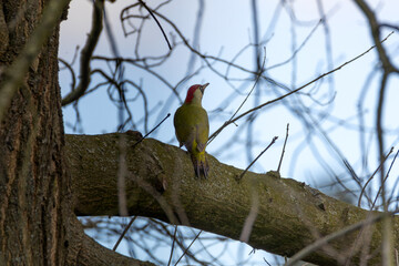 green woodpecker