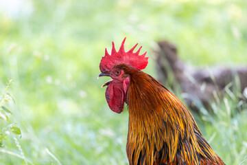 rooster on the farm