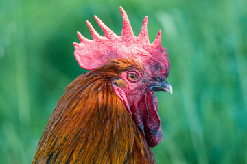 portrait of a rooster