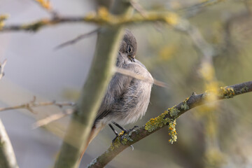 Black Redstart
