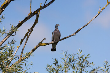 pigeon on a branch