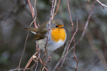 robin on a branch