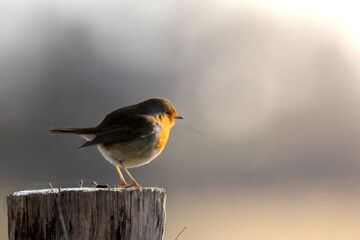 robin on a branch