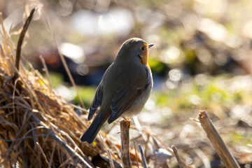 robin in the gras