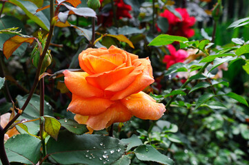 Blooming orange rose in spring garden.