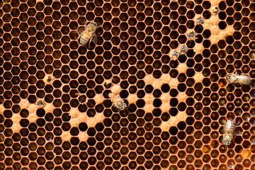 Exit bee with honeycomb. Young bees bite cover cocoon and comes out. Young bees on honeycomb, 