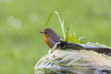 Robin on a garbage bag