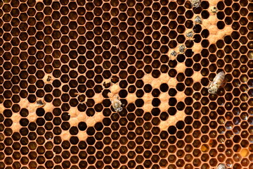 Exit bee with honeycomb. Young bees bite cover cocoon and comes out. Young bees on honeycomb, 