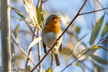 robin on a branch singing