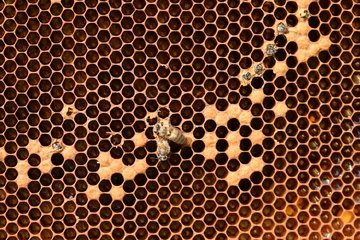 Fotobehang Exit bee with honeycomb. Young bees bite cover cocoon and comes out. Young bees on honeycomb,  © Anna